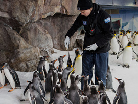 Junior Penguin Keeper Adventure | Hello Auckland - Hello Auckland