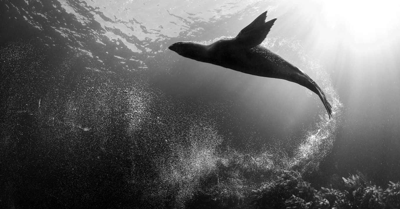 NZ Geographic Photographer of the Year Auckland Museum Hello Auckland